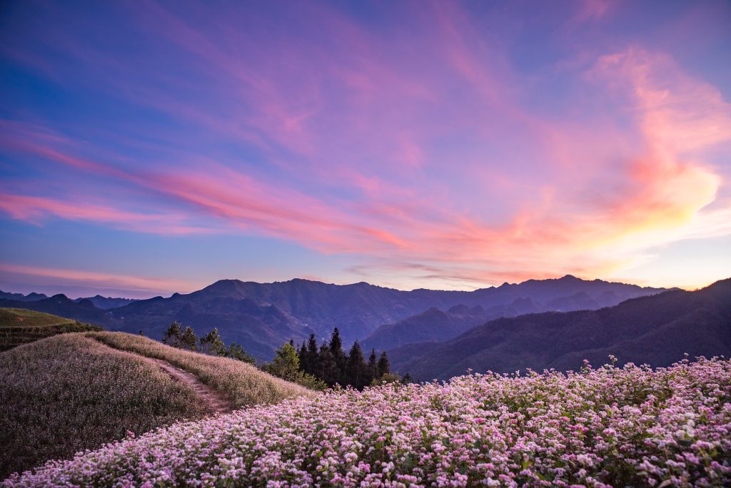 Buckwheat flowers