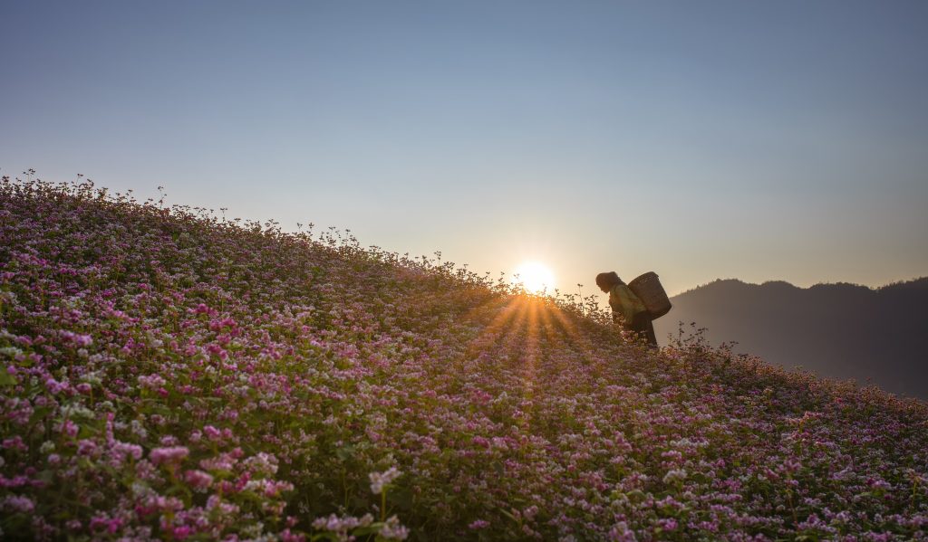Buckwheat blooms Buckwheat blooms